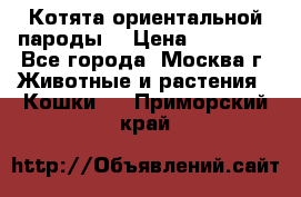 Котята ориентальной пароды  › Цена ­ 12 000 - Все города, Москва г. Животные и растения » Кошки   . Приморский край